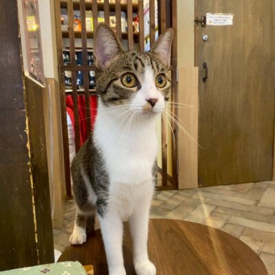 にゃった【岐阜店】