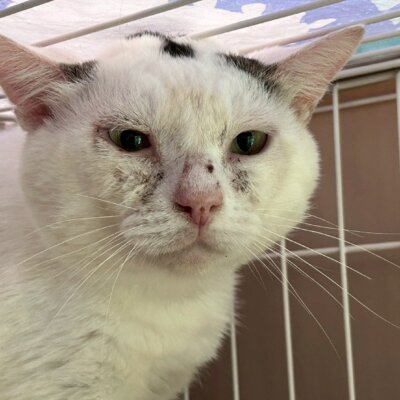 とっとり【ちびびの森シェルター】