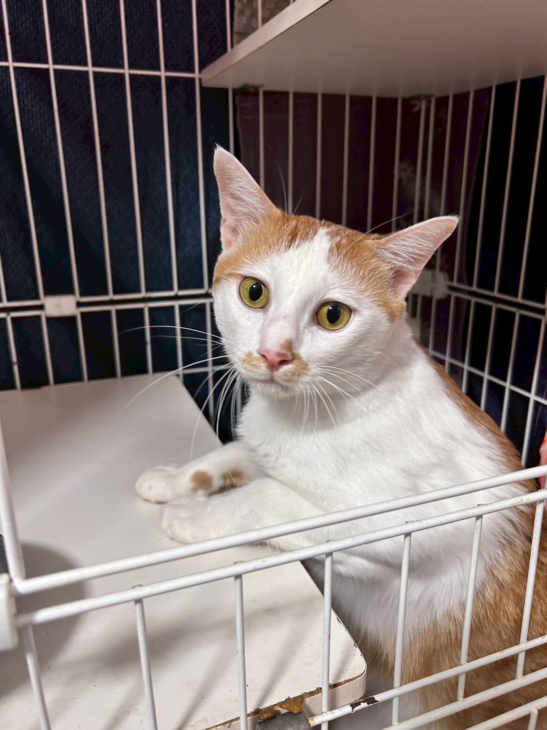 黄華（おうか）【忍者猫カフェ猫影】 | ネコリパブリック｜日本の猫の