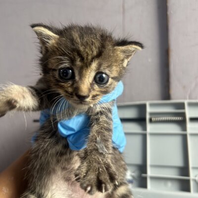 カラ松【ちびびの森シェルター】