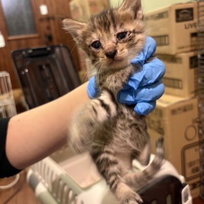 サフラン【ちびびの森シェルター】