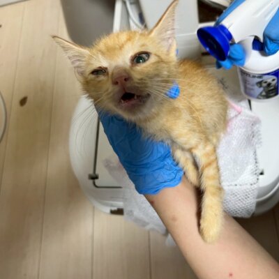 ハタ坊【ちびびの森シェルター】