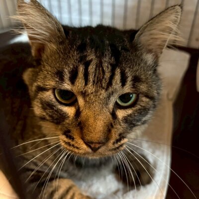 ミミズク【飛騨】