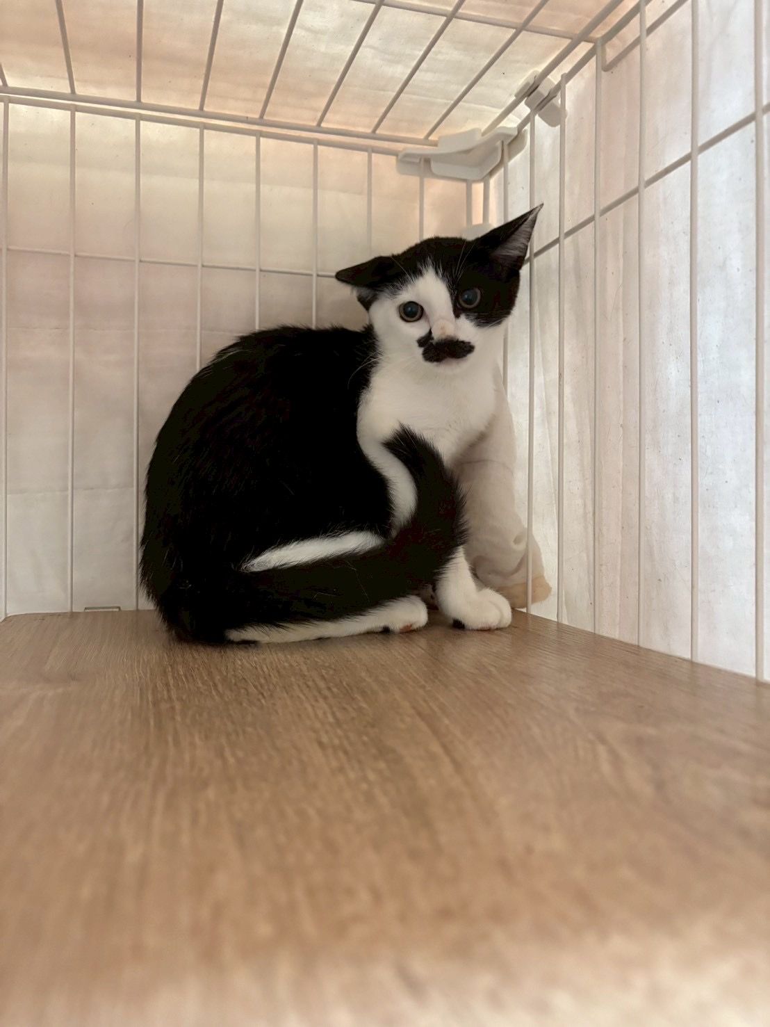 めめっち【飛騨】 | ネコリパブリック｜日本の猫の殺処分をゼロに！