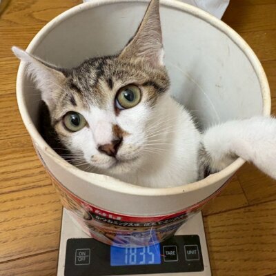ござるっち【飛騨】
