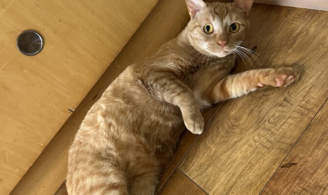 【谷中】チャスキ