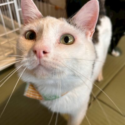 とっとり【岐阜店】