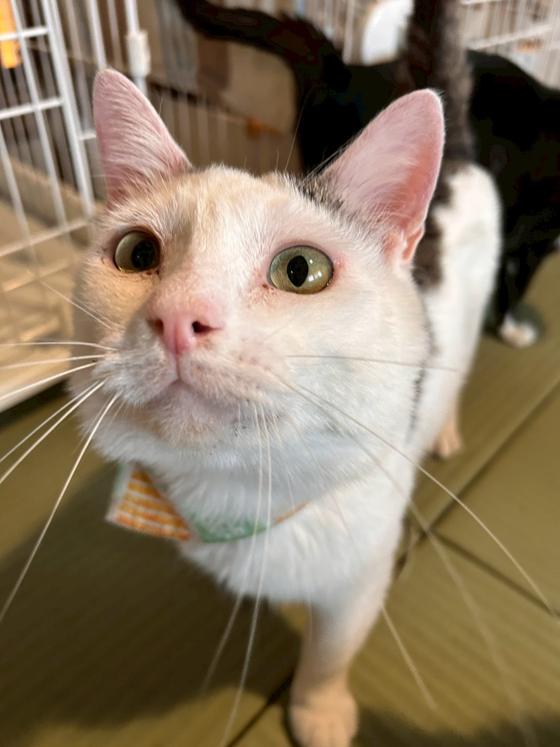 とっとり🍎【お茶の水】 | ネコリパブリック｜日本の猫の殺処分をゼロに！