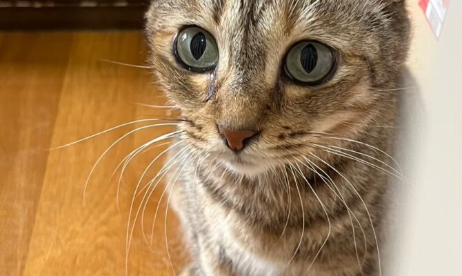 🐾【奇跡の猫・カッペリーニ、トライアル開始】🐾