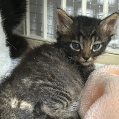 さくらももこ【ちびびの森シェルター】