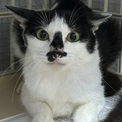 さくらすみれ【ちびびの森シェルター】