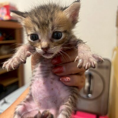 むとう【ちびびの森シェルター】