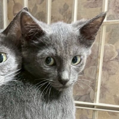 キタリ【ちびびの森シェルター】
