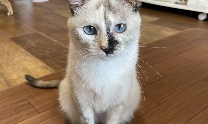 【谷中】〜ミスキ〜