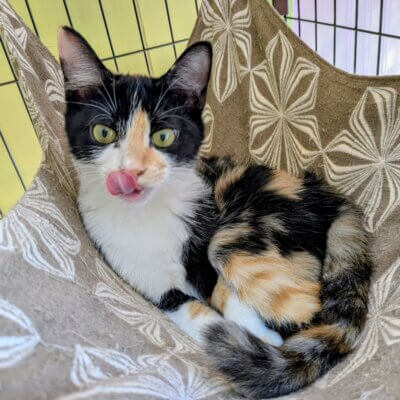 チキンラーメン【高円寺】