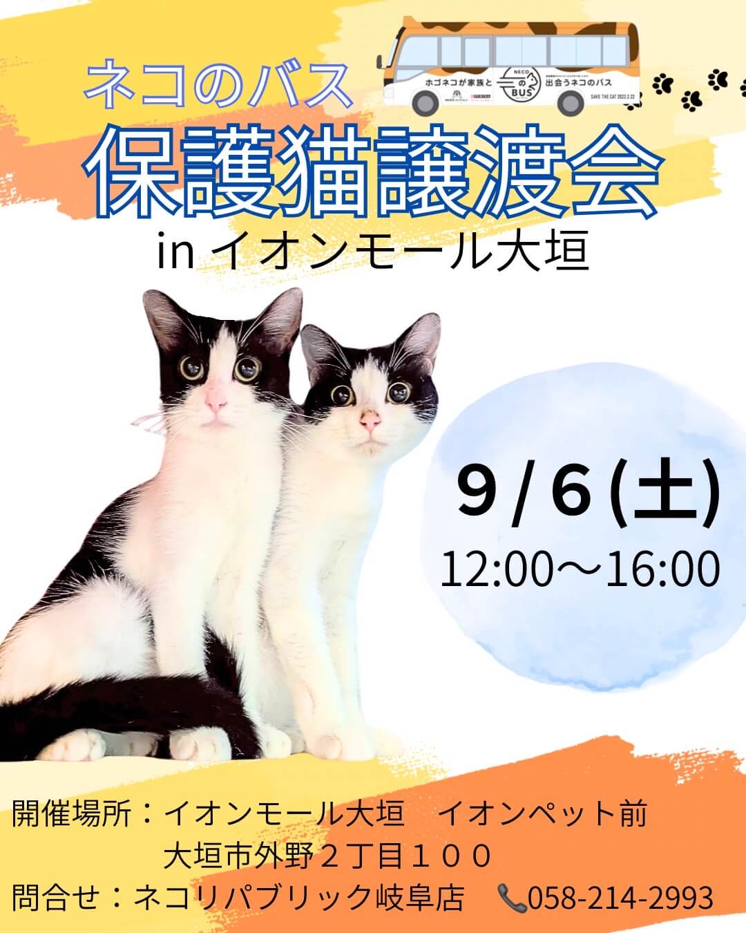 イオンモール大垣で出会う、家族のはじまり🐾保護猫譲渡会🐈 | ネコリ