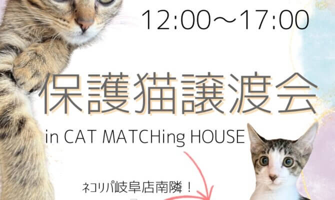 まだまだ暑い季節に、未来へつながるご縁を！キャットマッチングハウスの保護猫譲渡会🐈✨