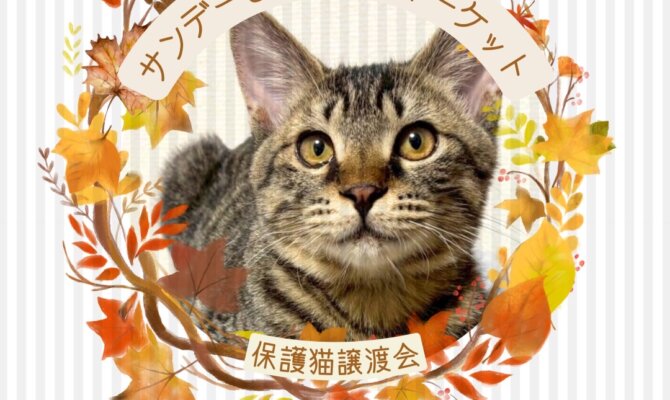 岐阜・柳ヶ瀬の秋、サンビルで出会う新しい家族🐾🍁保護猫譲渡会🐈
