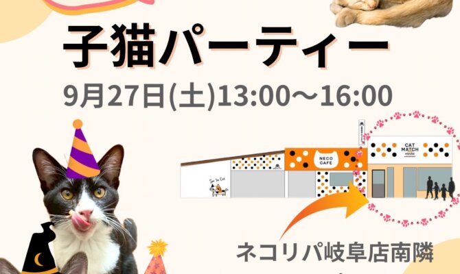 予約限定✨あどけなさと安心感、両方そろった保護猫譲渡会『子猫パーティー』🐈✨岐阜市キャットマッチングハウス