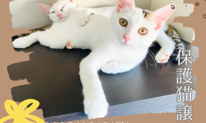運命の出会いを探しに🤝オアシスパークで運命の家族と出会える日✨保護猫譲渡会＠オアシスパーク