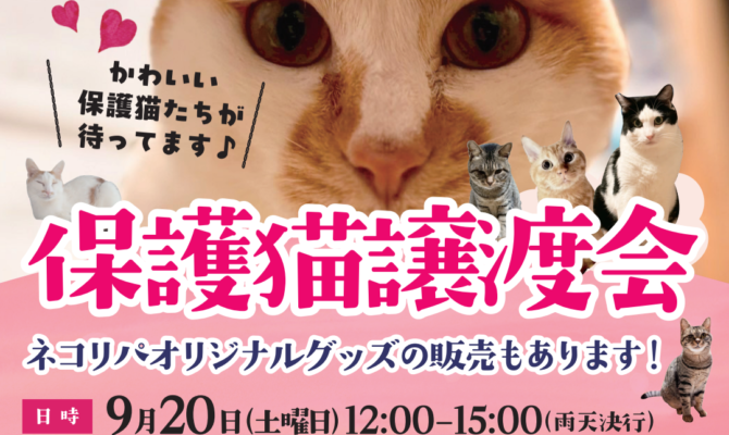 普段は会えない東京シェルターの保護猫が参加する✨特別な譲渡会✨