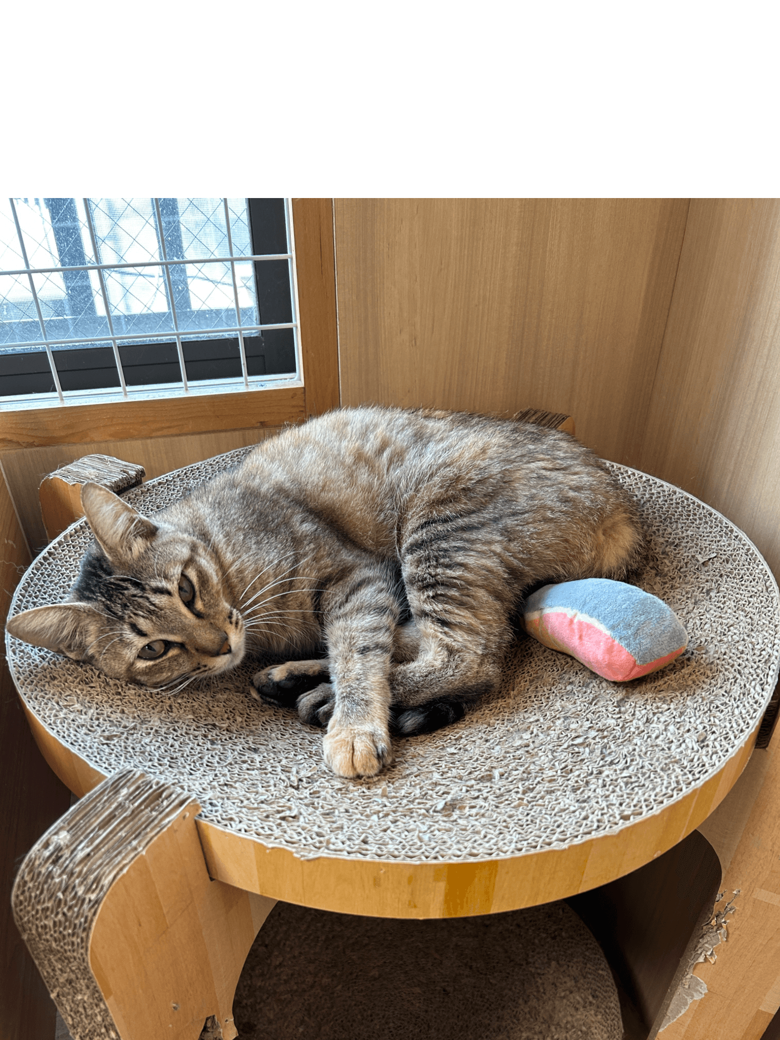 谷中店】~シルベーヌ~ | ネコリパブリック｜日本の猫の殺処分をゼロに！