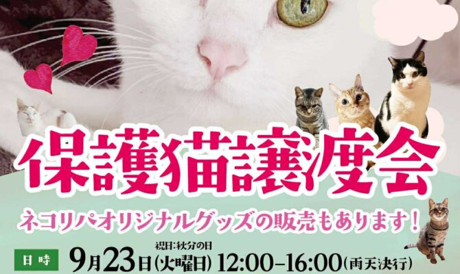 東京シェルターの保護猫が〝 雪谷大塚 〟で譲渡会をやるよ🐾