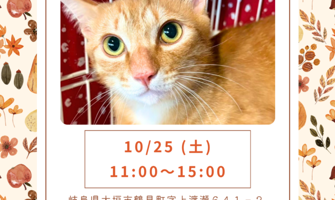 岐阜で2日連続開催!アルプラザ鶴見&アスピカホール羽島のイベントで出会う保護猫譲渡会🐈🐾