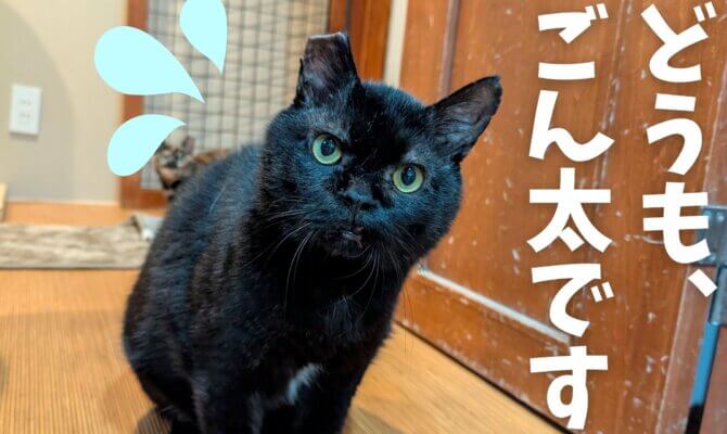 【大阪ねこ浴場】大きな体に繊細なハート🖤ごん太🐈‍⬛