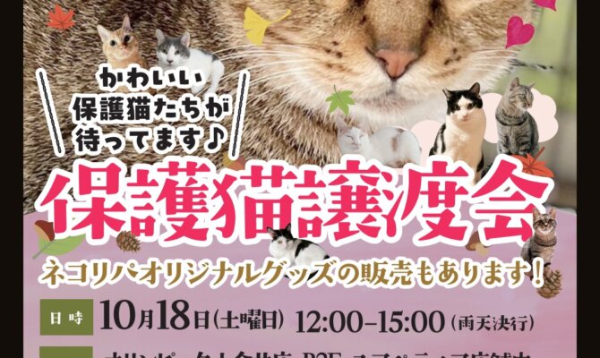 猫カフェデビュー前の猫さんが参加する✨一期一会の譲渡会✨です！