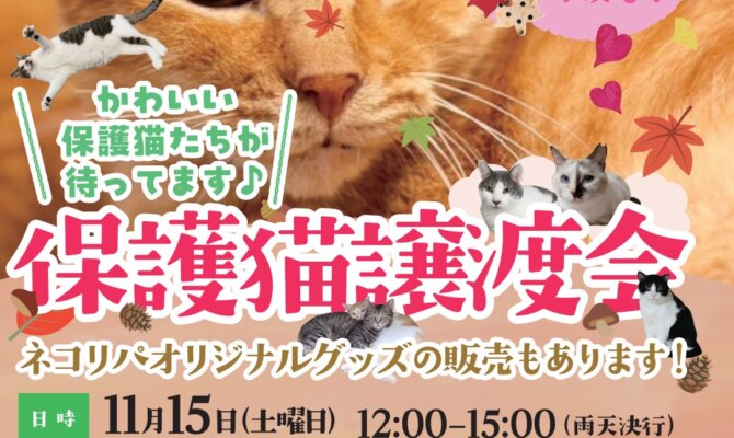 猫カフェデビュー前の保護猫が参加する譲渡会開催！🎉