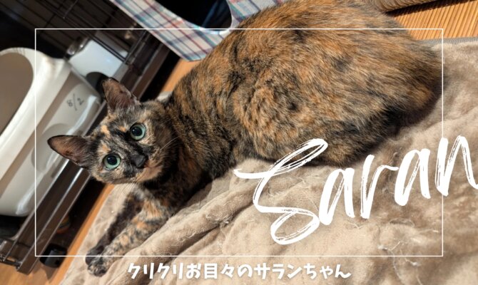 【大阪ねこ浴場】クリクリお目々のサランちゃん👀✨️