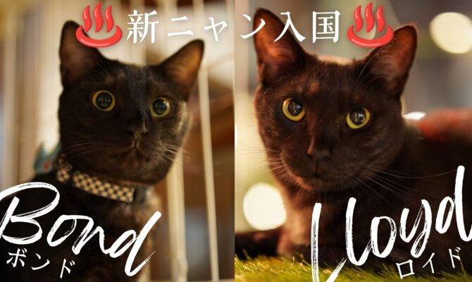 元気な兄弟新ニャンの紹介🐈⬛🐈⬛✨🐾【大阪ねこ浴場】
