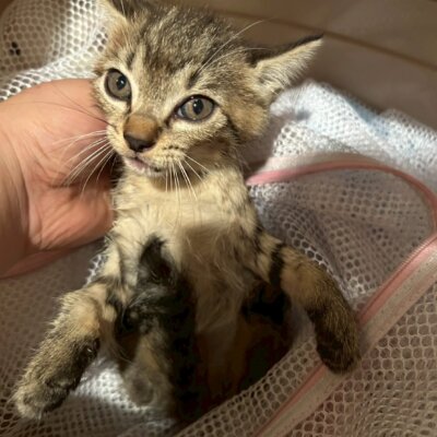 できすぎ丸【ちびびの森シェルター】