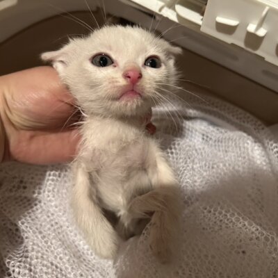 ちえ丸【ちびびの森シェルター】