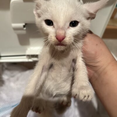 ひらめき丸【ちびびの森シェルター】