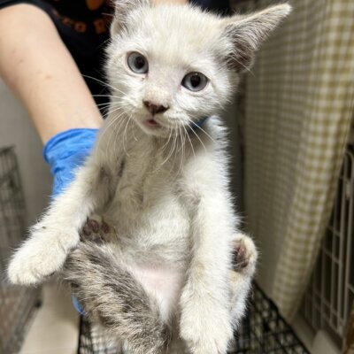イザナギ【ちびびの森シェルター】