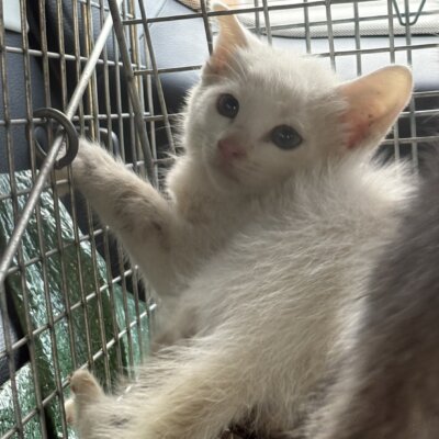 ツクヨミ【ちびびの森シェルター】