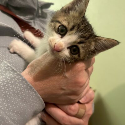 テンパ【ちびびの森シェルター】