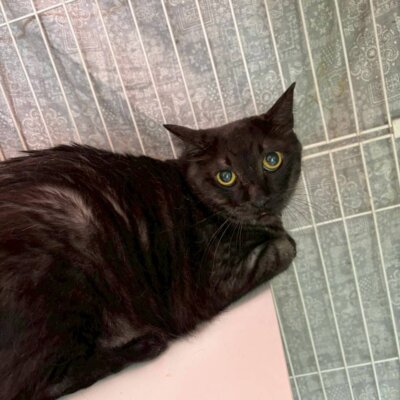 クロコ【ちびびの森シェルター】
