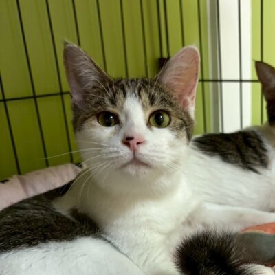                                 ラブブ【お茶の水】