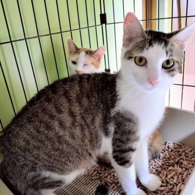 ラグナシア【高円寺】