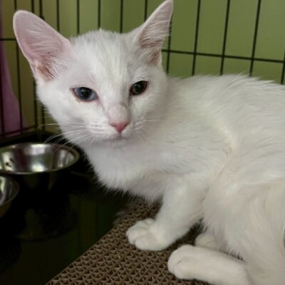                                 アマテラス【高円寺】→瑠璃(るり)