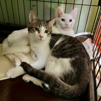 スサノオ【高円寺】