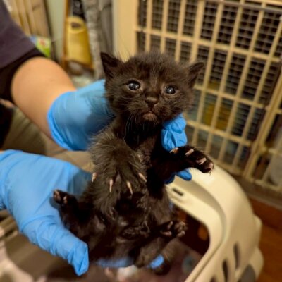 トリュフ【ちびびの森シェルター】