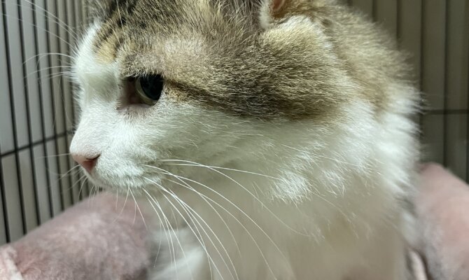 【お茶の水】〜新之介〜