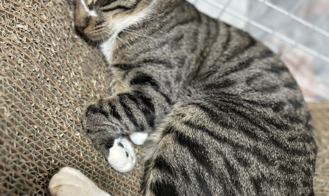 【お茶の水】〜あさづけ〜