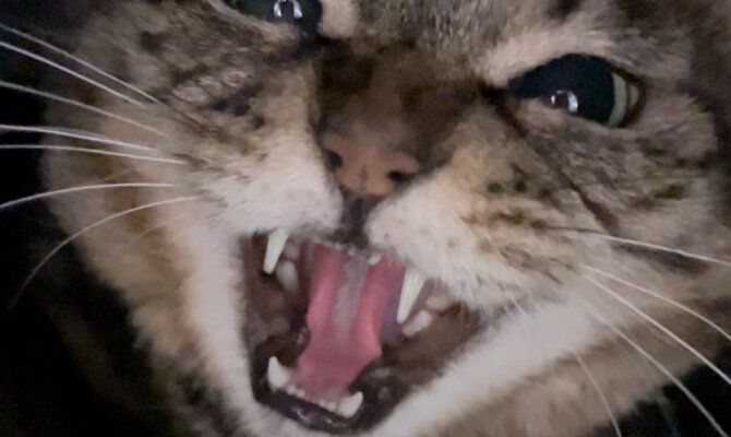 【お茶の水】〜ガーナ〜