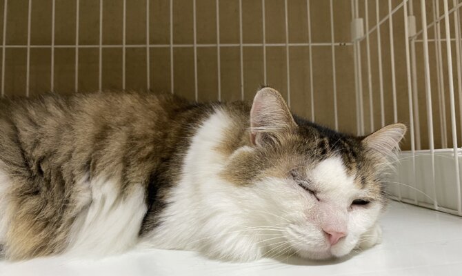 【お茶の水〜新之介〜】