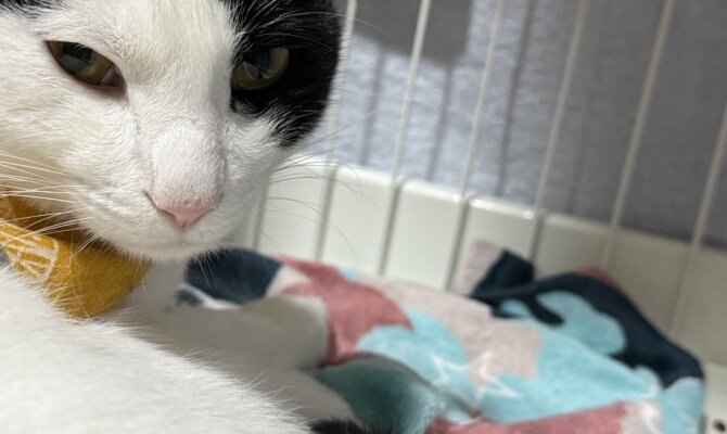 【お茶の水】〜光秀〜